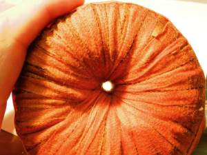 Figura 47 – Espaço disponível no centro do transformador, após a secagem do verniz.