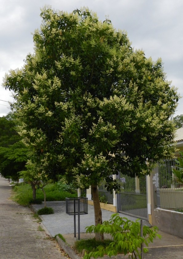 Figura 1 - Meu querido ligustro, em plena floração.