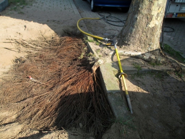 Fig. 43 – Sistema radicular de árvore exposto após escavação com pá pneumática, observe como são finas e inúmeras essas raízes. Fonte: BoomOntzorging [37].